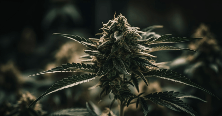 erfahrungen cannabis bei sozialen ängsten